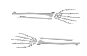X2 Autocollants Highway Hawk (2 pcs.) "Skeleton Arm " Droit + Gauche  30cm x 7,5 cm